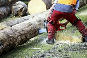 Forestry Worker Imprime: Logging work in the local forest