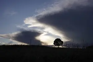 Free Standing Trees Germany Imprime: Lonely tree in front of a dramatic sky
