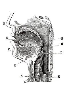 Historical Medical Artwork Imprime: Longitudinal section of a human head