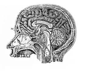 Human Head Anatomy Imprime: Longitudinal section of a human head