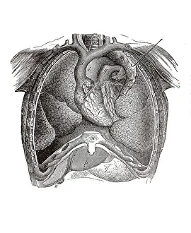 Human Torso Anatomy Imprime: Longitudinal section of a human torso