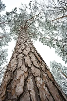Black Forest Winter Imprime: Looking up along a tree trunk in winter