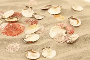 Bivalve Shell Collection Imprime: Lot of shells is located on sandy background