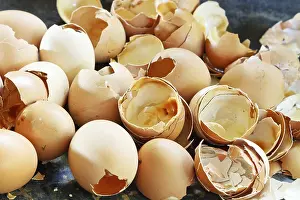 Egg Nutrition Facts Imprime: Lots of empty chicken eggshells at close range