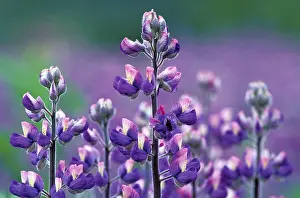 Lupin Blossom Imprime: Lupinus pholypullus