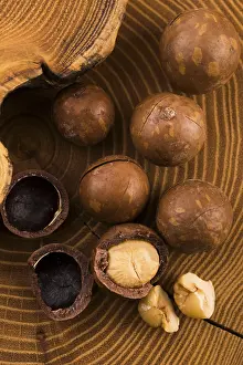 Edible Nuts Imprime: Macadamia nuts