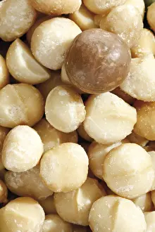 Macadamia Nuts Imprime: Macadamia nuts, full format