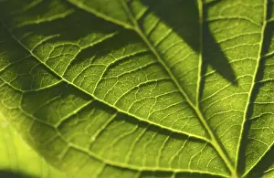Macro Leaf Photography Imprime: Macro backlit leaf detail