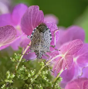 Nature Macro Photography Imprime: Macro of a dock bug on a ping hydrangea flower