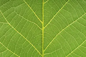 Nature Botany Images Imprime: Macro image of a leaf