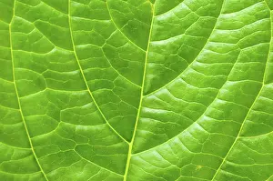 Deserted Plant Imprime: Macro leaf for concept purpose