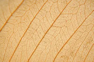 Empty Open Air Spaces Imprime: Macro texture of dry leaf
