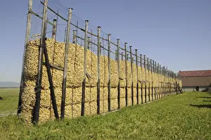 Agricultural Crop Harvests Imprime: Maize, maize silo, corn drying
