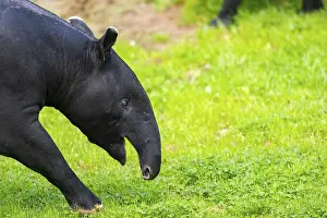 Ungulados Imprime: Tapir malayo (Tapirus indicus) caminando en un prado.