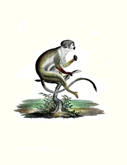 Vintage Styled Animal Illustrations Imprime: Mammals, Squirrel monkey or squirrel monkey