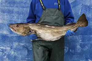 Impresiones de Hombre con un bacalao en sus brazos Bacalao Del Atlántico Imprime: Hombre con un bacalao en sus brazos.
