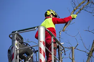 Deciduous Tree Care Imprime: Man on the work platform pruning trees