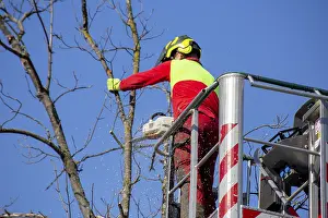Deciduous Tree Care Imprime: Man on the work platform pruning trees