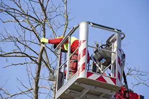 Deciduous Tree Care Imprime: Man on the work platform pruning trees
