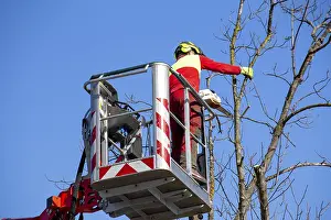 Deciduous Tree Care Imprime: Man on the work platform pruning trees