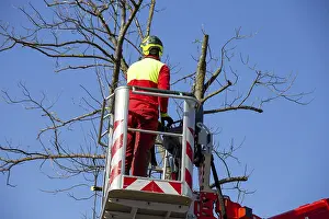 Tree Pruning Imprime: Man on the work platform pruning trees