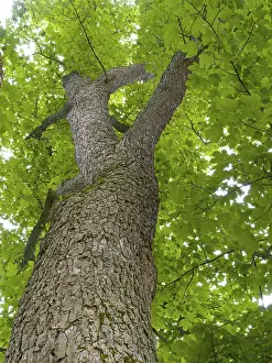 Deciduous Tree Low Angle View Imprime: Maple (Acer), frog perspective