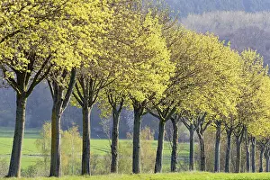 Tree Lined Road Germany Imprime: Maple (Acer), tree row in spring