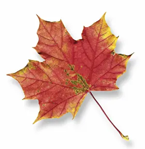 Cut Maple Leaf Imprime: Maple leaf