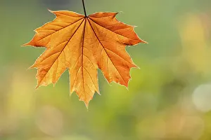 Autumn Colored Leaves Imprime: Maple leaf (Acer)