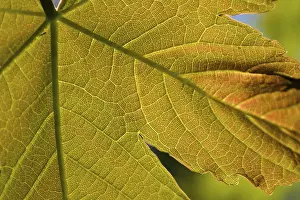 Deciduous Tree Leaves Imprime: Maple leaf from close up