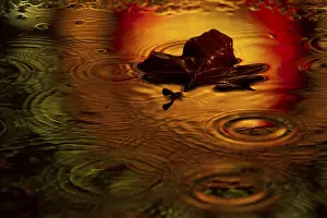 Autumn Color Reflection Imprime: Maple leaf in a puddle in the rain with light reflection