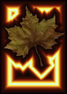 Deciduous Tree Leaves Imprime: Maple leaf with shrill border