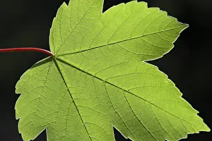 Deciduous Tree Leaves Imprime: Maple leaf, structure, cut out