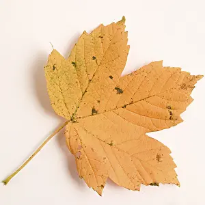 Deciduous Tree Leaves Imprime: Maple leave