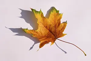 Maple Tree Leaves Imprime: Maple leave