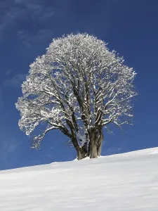 Central Europe Winter Scene Imprime: Maple tree on a cold winter day