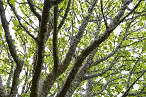 Deciduous Tree In Spring Imprime: Maple tree with lichen in spring