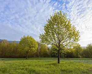 Springtime In Baden Wurttemberg Imprime: Maple tree in spring, Mondfeld