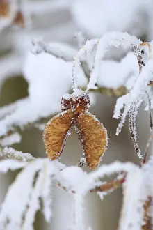 Winter Maple Tree Germany Imprime: Maple tree in winter, Germany