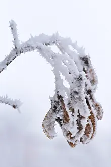 Deciduous Trees In Winter Imprime: Maple tree in winter, Germany