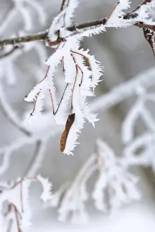 Germany Deciduous Forests Imprime: Maple tree in winter, Germany