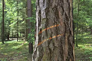 Environmental Protection Measures Imprime: Marking on a tree trunk for logging work