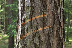 Environmental Protection Measures Imprime: Marking on a tree trunk for logging work