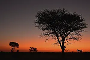 Evening Light In Africa Imprime: Marula tree at sunset, Namibia