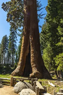 Sierra Nevada Landscape Imprime: Massive sequoia tree trunk with a split opening at its base