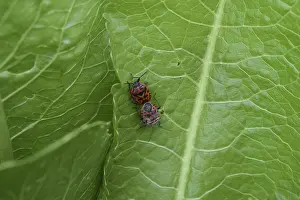 Mariquitas Imprime: Acoplamiento de chinches rojas. Chinches rojas la página del infierno.