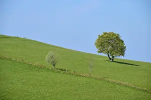 Black Forest Meadow Imprime: Meadow with beech tree in spring