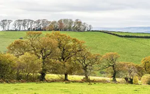 English Countryside Imprime: Meadows and Fields over Devon in the colors of fall