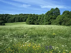Summer Forest Landscape Imprime: Meadows in summer, Thuringia, Germany