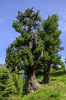 Bad Gastein Resort Town Imprime: Mighty stone pine, tree on the stone pine path